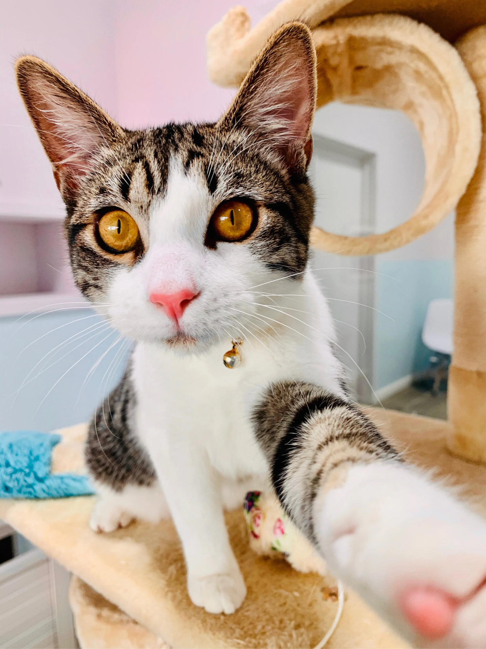 Honolulu's Best Cat Boarding — Pounce Hawaii